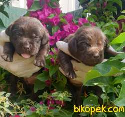 Labrador Redriever Sağlık Ve Irk Garantili Yavrular 3