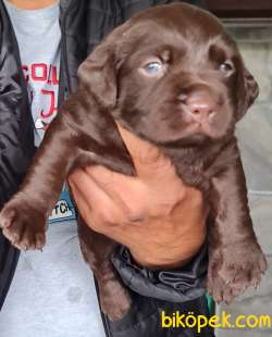 Labrador Redriever Sağlık Ve Irk Garantili Yavrular 1