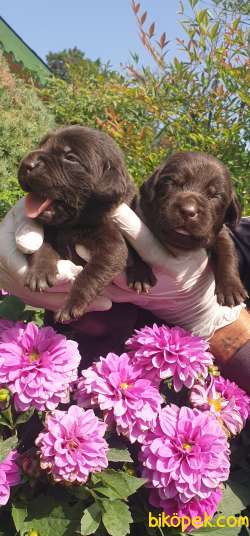 Labrador Redriever Sağlık Ve Irk Garantili Yavrular 4