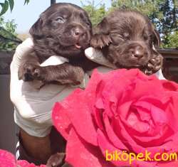 Labrador Redriever Sağlık Ve Irk Garantili Yavrular 2