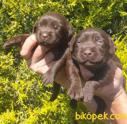 Labrador Redriever Sağlık Ve Irk Garantili Yavrular 5