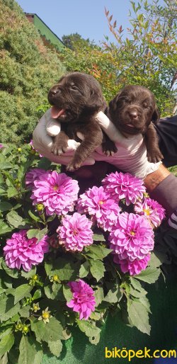 Labrador Redriever Sevimli Bebek Yüzlü Yavrular 1