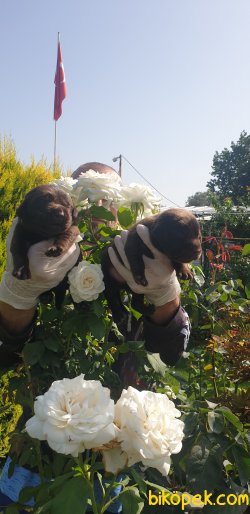 Labrador Redriever Sevimli Bebek Yüzlü Yavrular 4