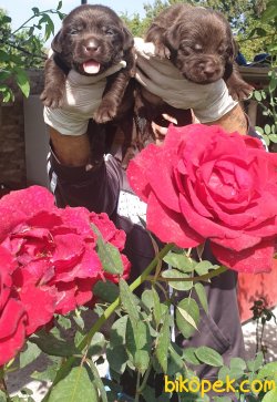Labrador Redriever Sevimli Bebek Yüzlü Yavrular 3