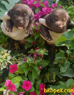 Labrador Redriever Sevimli Bebek Yüzlü Yavrular 2