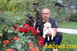 Labrador Redriever Siyah Şampanya Çikolata Yavrular 4