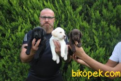 Labrador Redriever Siyah Şampanya Çikolata Yavrular 3