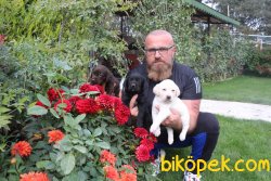 Labrador Redriever Yavrular Ailenizin Köpeği 4