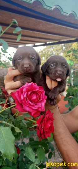Labrador Redriever Yavrular Ailenizin Köpeği 3