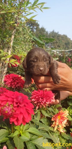 Labrador Redriever Yavrular Ailenizin Köpeği 1