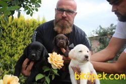 Labrador Redriever Yavrular Ailenizin Köpeği 2