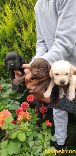 Labrador Redriever Yavrular Ailenizin Köpeği 2