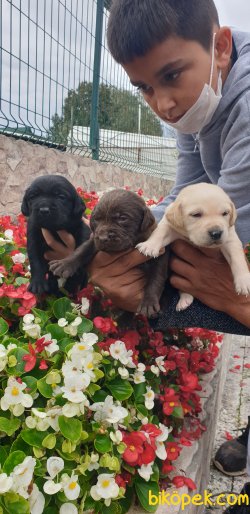 Labrador Redriever Yavrular Ailenizin Köpeği 1
