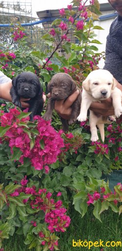 Labrador Redriever Yavrular Ailenizin Köpeği 4