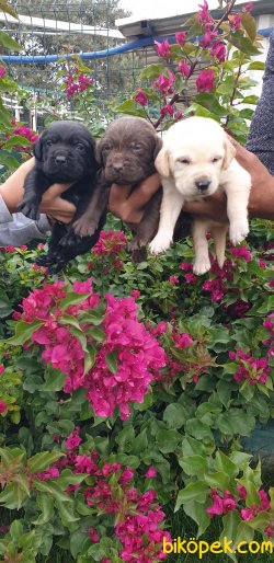 Labrador Redriever Yavrular Ailenizin Köpeği 3