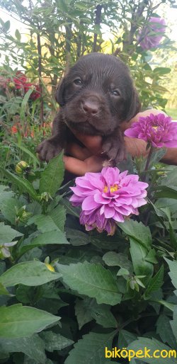 Labrador Redriever Yavrular Ailenizin Neşe Kaynağı 4
