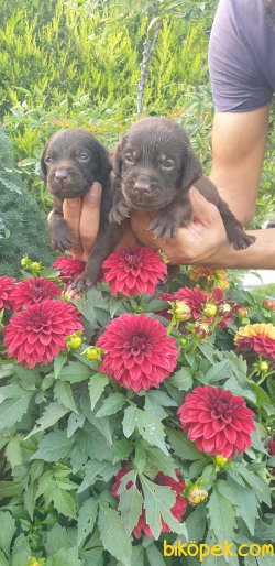 Labrador Redriever Yavrular Ailenizin Neşe Kaynağı 1