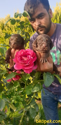 Labrador Redriever Yavrular Ailenizin Neşe Kaynağı 5
