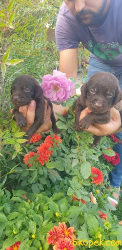 Labrador Redriever Yavrular Ailenizin Neşe Kaynağı 2