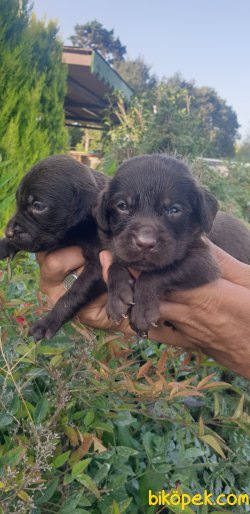 Labrador Redriever Yavrular Ailenizin Neşe Kaynağı 3