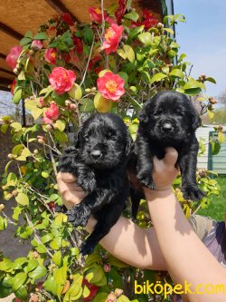 Labrador Redriver Bebek Yüzlü Yavrularım 2