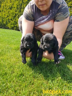 Labrador Redriver Bebek Yüzlü Yavrularım 4