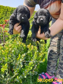 Labrador Redriver Bebek Yüzlü Yavrularım 1