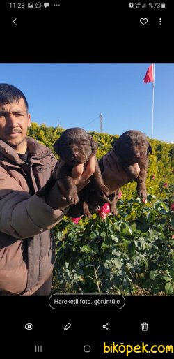 Labrador Redriver Bebek Yüzlü Yavrularım 3