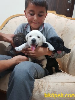 Labrador Redriver Çok Şeker Yavrularım 3