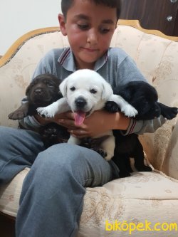 Labrador Redriver Çok Şeker Yavrularım 2
