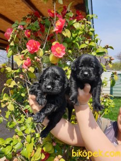 Labrador Redriver Çok Şeker Yavrularım 1
