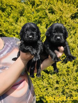 Labrador Redriver Çok Şeker Yavrularım 2