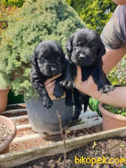 Labrador Redriver Çok Şeker Yavrularım 5