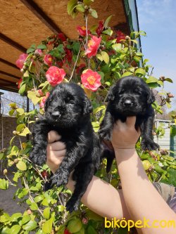 Labrador Redriver Çok Şeker Yavrularım 3