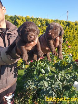 Labrador Redriver Çok Sevimli Yavrularım 3
