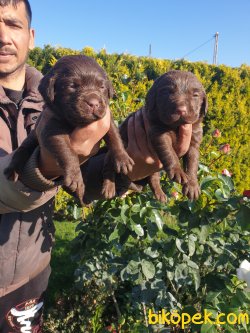 Labrador Redriver Çok Sevimli Yavrularım 1