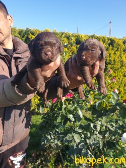 Labrador Redriver Çok Sevimli Yavrularım 2
