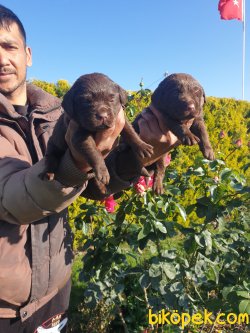 Labrador Redriver Çok Sevimli Yavrularım 4