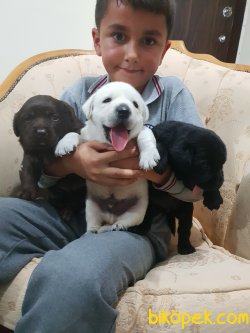 Labrador Redriver Çok Sevimli Yavrularım Özel Üretim Aşılı Yavrul 3