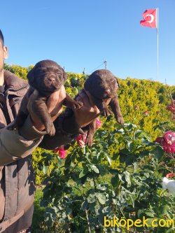 Labrador Redriver Çok Sevimli Yavrularım Özel Üretim Aşılı Yavrul 2