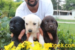 Labrador Redriver Yavrularım  Üretim Çiftliğinden 2