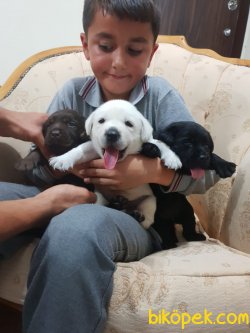 Labrador Redriver Yavrularım  Üretim Çiftliğinden 1