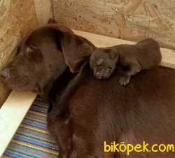 Labrador Redriver Yavrularım  Üretim Çiftliğinden 1