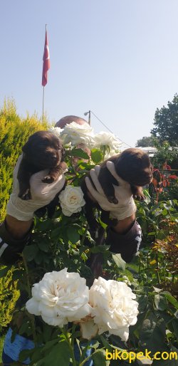 Labrador Redriver Yavrularım  Üretim Çiftliğinden 4