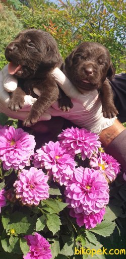 Labrador Redriver Yavrularım  Üretim Çiftliğinden 2