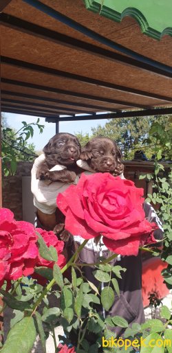 Labrador Redriver Yavrularım  Üretim Çiftliğinden 5