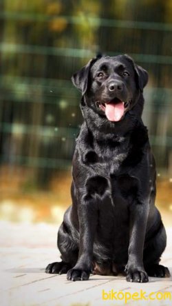 Satilik Muhteşem Labrador Retriever Yavrulari 1