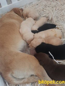 Satilik Muhteşem Labrador Retriever Yavrulari 2