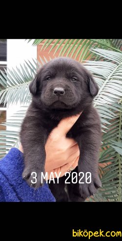 Satilik Muhteşem Labrador Retriever Yavrulari 5
