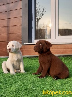 LABRADOR RETRIEVER 3